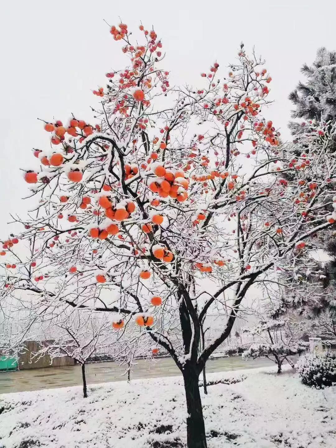 有一種堅(jiān)守，叫風(fēng)雪無(wú)阻